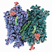 Rhodopsin molecule