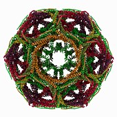 Clathrin lattice,molecular model