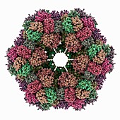 Annelid oxygen-carrying protein molecule