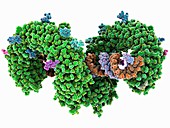 Toll-like receptor 3 and RNA