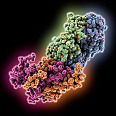 Ebola virus glycoprotein and antibody