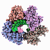 Marburg viral protein 35 and RNA
