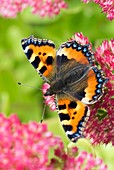 Small tortoiseshell butterfly