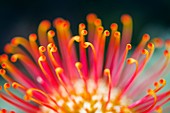 Leucospermum pincushion flower