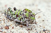 Saw-Backed Locust