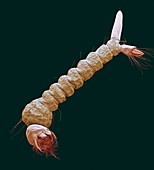 Mosquito larva,SEM