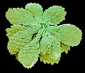 Synura golden-brown alga.,SEM