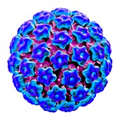 Human papilloma virus,illustration