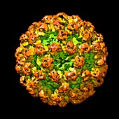 Norovirus particle,illustration