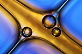 Air bubbles in liquid,light micrograph