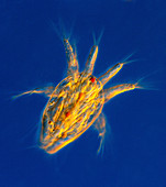 Copepod larva,light micrograph