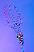 Stephanoceros rotifer,light micrograph