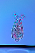 Philodina rotifer,light micrograph