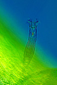 Rotaria rotifer,light micrograph