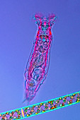 Rotaria rotifer,light micrograph