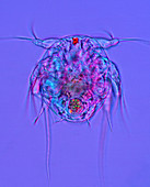 Copepod larva,light micrograph