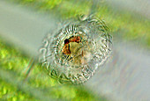 Microcodon rotifer,light micrograph