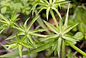 Mexican coriander (Eryngium foetidum)