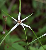 Star-grass (Rhynchospora nervosa) flower