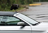 Black vulture attacking a vehicle