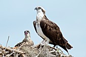 Osprey and chick