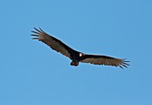 Turkey vulture (Cathartes aura) in flight