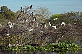 Wading birds roosting in a tree