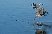 Tricolored heron landing on water