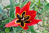 Cyprus tulip (Tulipa agenensis) flower