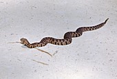 Blunt-nosed viper on sand