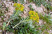 Myrtle spurge (Euphorbia myrsinites)