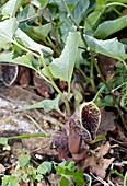 Breckland birthwort (Aristolochia hirta)