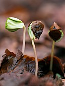 Beech (Fagus sylvatica) tree seedlings