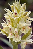 Orchid (Dactylorhiza sambucina) flowers