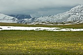 Wildflowers on Campo Imperatore,Italy