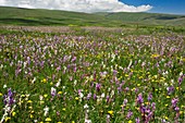 Wildflowers in grassland,Turkey
