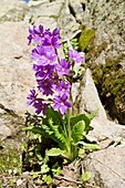 Primula amoena in flower