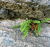 Alpine woodsia (Woodsia alpina) fern