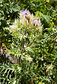 Thistle (Cirsium obvallatum) in flower