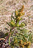 Golden dock (Rumex maritimus) in flower