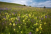 Wildflowers in hay meadow