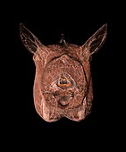 Horse's head,CT scan