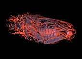 Horse's head blood vessels,CT scan