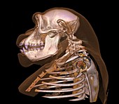 Chimpanzee head and skull,CT scan