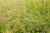 Feather grass (Stipa pennata) in flower