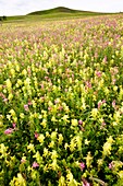 Yellow rattle (Rhinanthus rumelicus)