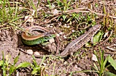 Sand lizards courting