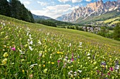 Flowery alpine meadow,Italy