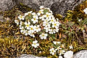 Dwarf rock jasmine (Androsace hausmannii)