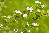 Midland hawthorn (Crataegus laevigata)